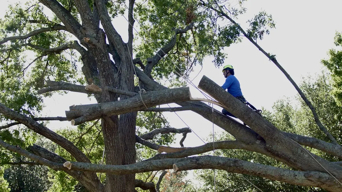 Professional Hazardous Tree Removal performed by certified arborists in Fabens